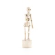 Squelette en bois "lazy bones"
