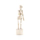 Squelette en bois "lazy bones"