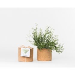 Pot en liège - Thym - Plante à faire pousser - 