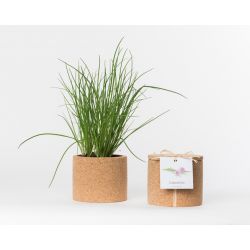 Pot en liège - Ciboulette - Plante à faire pousser - 