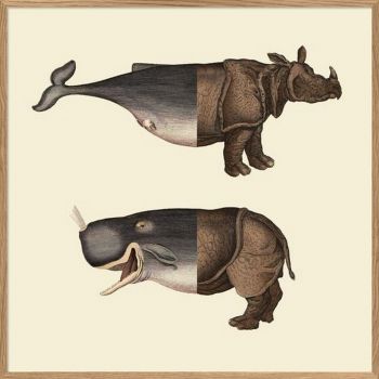 Affiche BalRhino 30*30 cm - The Dybdahl Co.