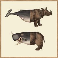 Affiche BalRhino 30*30 cm - The Dybdahl Co.