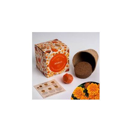 Kit de plantation - Merci - Fleurs sylvestres oranges 