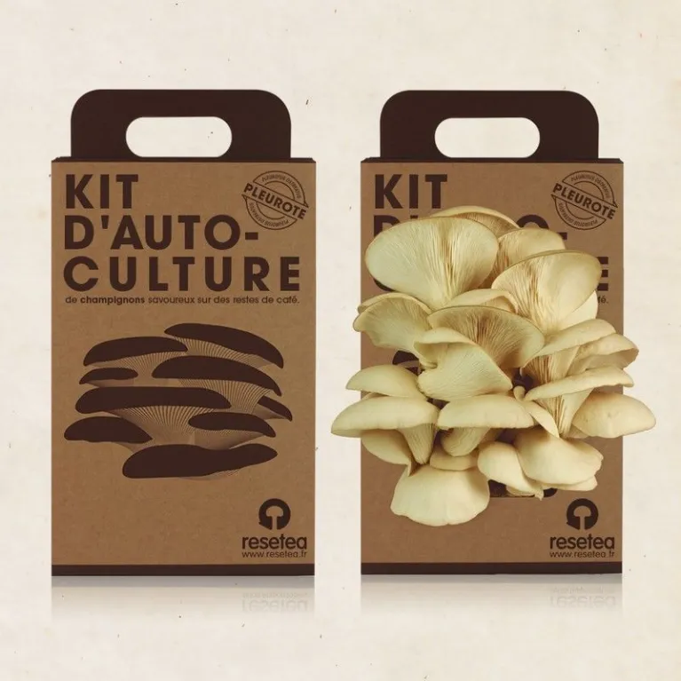 Kit d'auto-culture - Champignons pleurotes 
