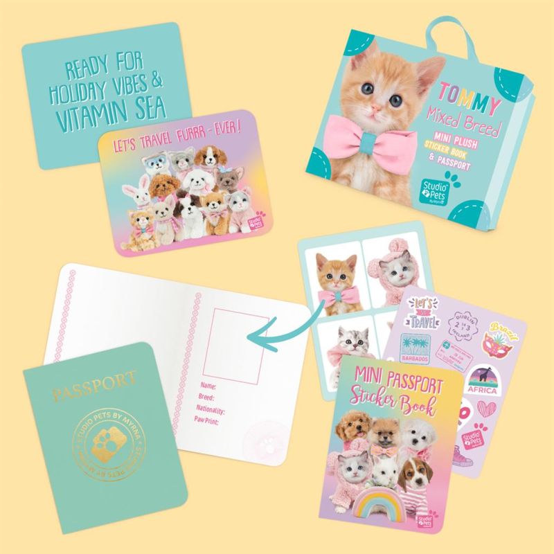 Mini peluche dans sa boîte studio pets - chat européen