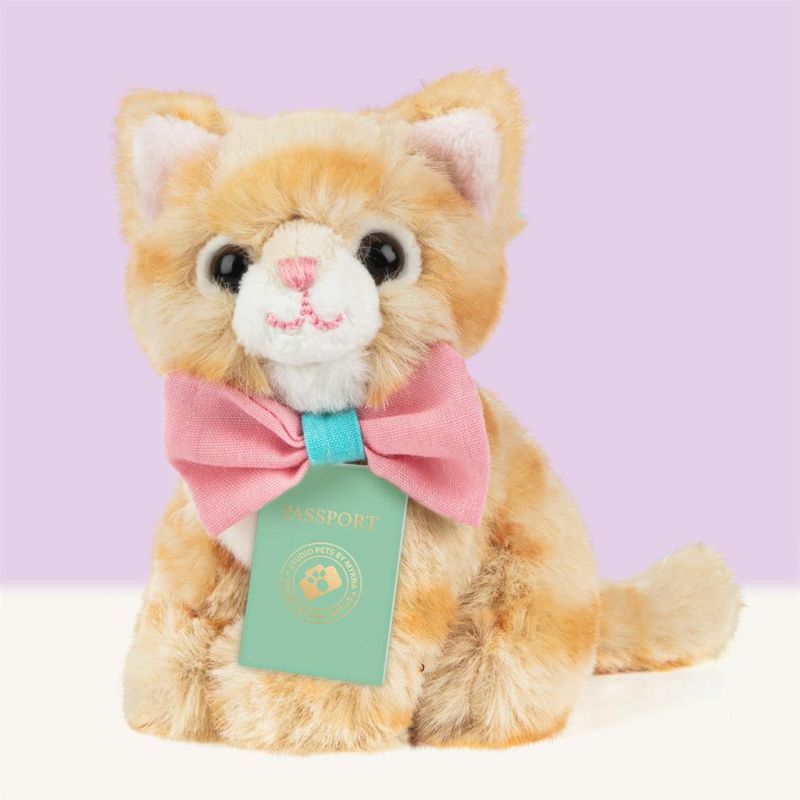 Mini peluche dans sa boîte studio pets - chat européen