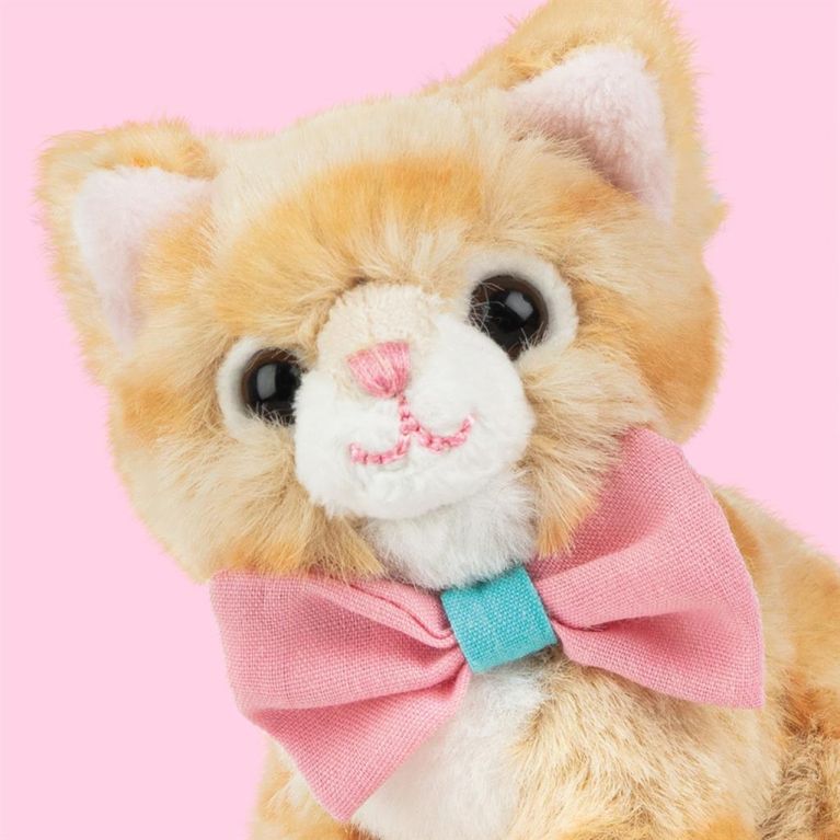 Mini peluche dans sa boîte studio pets - chat européen