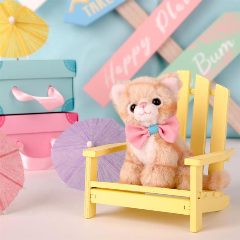 Mini peluche dans sa boîte studio pets - chat européen